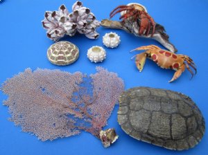 Sea Life - Urchins, Turtles, Fish, Barnacles
