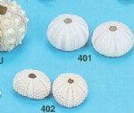 Sea Urchins