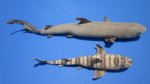 Shark Taxidermy - Shark Mounts