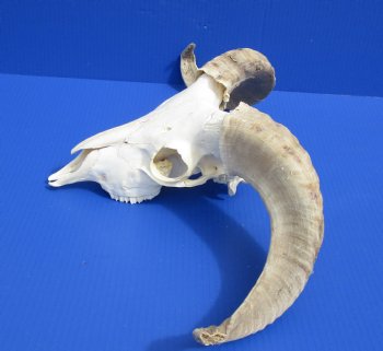 Wholesale African Merino Sheep Skull and horns - $120 each