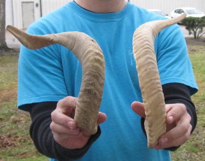Pair of wholesale sheep horns, ram horns 18 inches