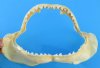 Tiger Shark Jaws 8  to 12 inches Wide
