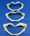 12" to 13-7/8" Large Shark Jaws wholesale from India and the Philippines  Minimum: 2 @  $8.50 each; 10 and over @ $7.50 each (You will receive jaws similar to those pictured)