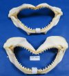 14 inches Shark Jaws Wholesale from India -  Pack of  2 @ $10.75 each; Pack of 8 @ $9.75 each