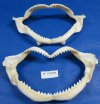 14 inches Shark Jaws Wholesale from Taiwan - Pack of  2 @ $11.50 each; Pack of 8 @ $10.35 each