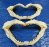 Shark Jaws 1 inch to 18 inches