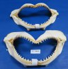 15 inches Shark Jaws Wholesale imported from India - Minimum: 2 @ $11.75 each; 8 @ $10.60 each