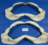 15 inches Shark Jaws Wholesale imported from Taiwan - Minimum: 2 @  $12.50 each; 8 pcs @ $11.25 each