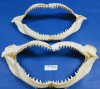16 inches Wholesale Shark Jaws for Sale from India - Minimum: 2 @ $17.00 each