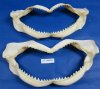 16 inches Wholesale Shark Jaws for Sale from Taiwan - Minimum: 2 @ $18.00 each