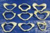 3 " to 3-7/8" Shark's Jaws Wholesale from Taiwan -  Packed: 6 pieces @ $2.20 each; Price Break: (6 packs) 36 @ $2.00 each