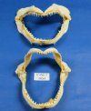 6 inches  to 7-7/8 inches Shark Jaws Wholesale from India - Pack of 3 @ $4.00 each; Pack of 12 @ $3.65 each