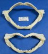 6"  to 7-7/8 inches Shark Jaws Wholesale from Taiwan Packed 5 pieces @ $4.25 each; Price Break: (4 packs) 20 @ $3.75 each