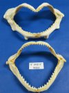 8" to 9-7/8" Wholesale Shark Jaws from India - Minimum: 3 @ $4.50 each; Price Break: 15 pcs @ $4.00 each