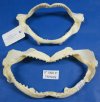 8"  to 9-7/8"  Shark Jaws for Sale Wholesale imported from Taiwan -  Minimum 3 pcs @ $5.00 each (You will receive jaws similar to those shown)