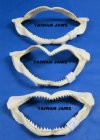 12" to 13-7/8" Wholesale Shark Jaws from Taiwan - Minimum 2 @ $9.50 each; 10 pcs and over @ $8.55 each
