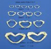 15 Wholesale Shark Jaws 8 inches - Bag of 15 @ $3.70 each