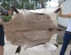 Kudu Skins - Gemsbok Hides Hand Selected