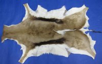 Springbok Skin Rugs, Hides