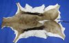 Springbok Skins, Hides Hand Selected