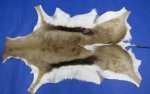 Wholesale African Springbok Skins Hide Rug Grade B Packed 1 piece