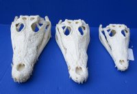 14 inches Wholesale Nile Crocodile Skull - $250.00 each; 2 @ $230.00 each  CITES 263852