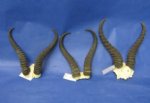  Wholesale African Springbok Skull Plate with Springbok Horns, of commercial grade quality, for African Decor Minimum: 2 @  $18.00; 8 pcs @ $15.65 each