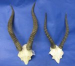 Wholesale Commercial Grade African Blesbok Horns and Skull Plate for Lodge Decor - Priced $28.00 each; 5  @ $23.00 each