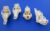 Wholesale Domesticated Sheep Skull without horns (these sheep do not grow horns), from India - 8 inch to 9 inch skull - $45 each, 5 pcs @ $40 each