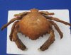 8" to 10" Wholesale Dried Sleepy Sponge Crabs, Dromia dromia - Minimum 2 @ $9.00 each