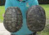 Red Eared Slider Turtle Shells - Hand Selected Pricing