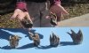 Large Wholesale Alligator Feet 3 inches to 5 inches - Pack of 6  @ $2.50 each; Pack of 25  @ $2.00 each (You will receive gator feet similar to those pictured)