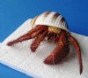 4" to 5" Wholesale Small Dried Hermit Crabs in Tun Shells or tonna seashells - Minimum: 2 @ $5.00 each