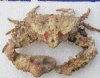 4" to 6-1/2" Wholesale Dried Stone Crabs, Daldorfia horrida - Minimum 2 @ $4.00 each