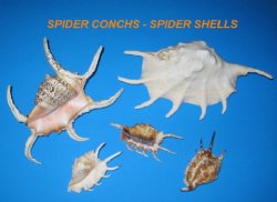 Spider Shells - Spider Conchs