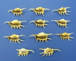 Wholesale Purple Scorpion Spider Conch Seashells 4 to 6 inches Priced 12 @ .75 each; 96 pcs ( 8 packs) @ .675 each