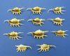 Case of 100 Wholesale Purple Scorpio Spider Conch Shells - 100 @ .65 each