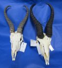 Wholesale  Springbok Skulls with Horns of commercial grade quality - Up to 4 skulls $40.00 each; 5 and over $35.00 (We will select ones that look similar to those pictured