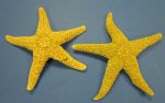 Wholesale Sugar Starfish 7 inches to 8-3/4  inches Minimum 6 pieces @ $1.60 each
