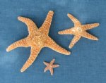 Sugar Starfish 