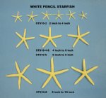White Finger Starfish - Pencil Starfish