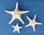 Wholesale white knobby starfish 4 to 6 inches Priced $5.40 per Dozen
