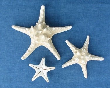 White Knobby Starfish