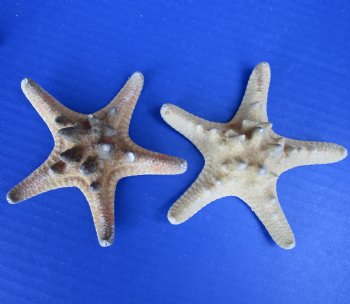 Case of 3 to 4 inches knobby starfish wholesale, thorny starfish - 500 pcs @ .15 each