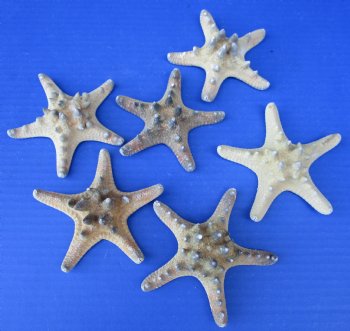 Case of 3 to 4 inches knobby starfish wholesale, thorny starfish - 500 pcs @ .15 each
