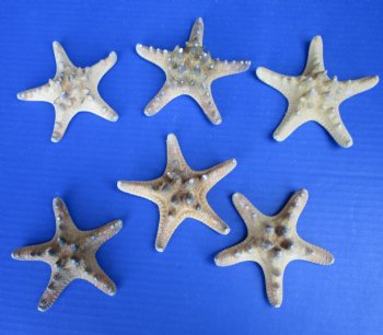 3 to 3-7/8 Knobby Starfish Wholesale, Thorny Starfish - 25 pcs @ .20 each