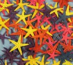 Wholesale small dyed flat starfish 1-1/2 to 2 inches Packed 100 Solid Colors @ .045 each;Cases of 1000 Solid Colors @ .035 each; Bags of 500 Assorted Colors @ .04 ea; 2000 Assorted Colors @ .035 ea