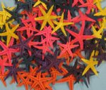 Wholesale small dyed flat starfish 2 to 2-1/2 inches Packed 100 Solid Colors @ .055 ea; 500 Asst Colors @ .05 each; 1000 Asst Colors @ .045 each
