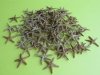 1/2 inch to 1 inch Wholesale Florida Bay Starfish Packed: 100 @ .08 each; Pack of 1000 @ .07 each