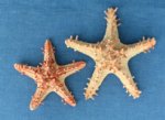 Red Knobby Horned Starfish